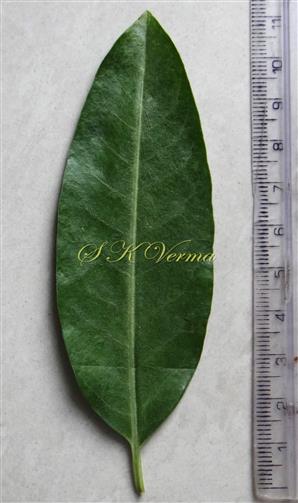  Leaf (Adaxial View)